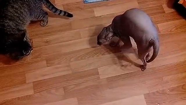 Сфинкс vs. дворовый кот смотреть онлайн