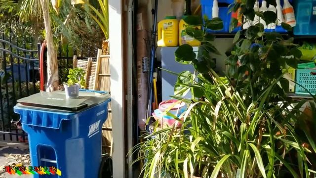 TWIG | Aquaponics | Echeveria Topsy Turvy | Philodendron Super Atom | Grey Tree Frog смотреть онлайн