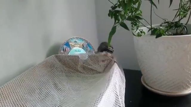трясогузка птенец смотреть онлайн