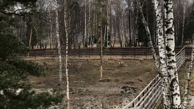 Лосиная биостанция в лосином острове