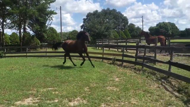 Lotus CS, 2014 FSA Filly For Sale, Rare Smoky Black смотреть онлайн