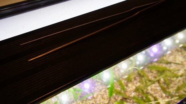 My Secret *No Water Change* Aquarium смотреть онлайн