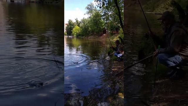 1/06/2021 Осётр "КРХ БЕЛАЯ ДАЧА"! смотреть онлайн