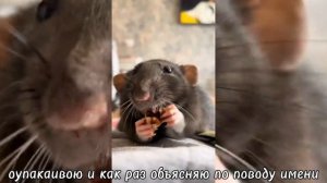 реакция «зайчикв»(ветка изгоя) на антона как андрей часть1/?