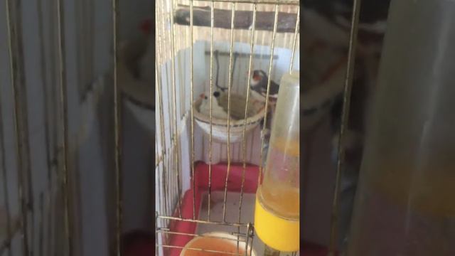 Лечение ноги зебровых амадин смотреть онлайн