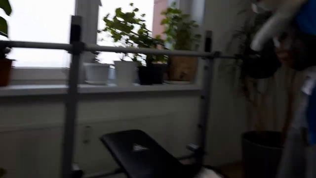 Знакомство двух взрослых котов. смотреть онлайн