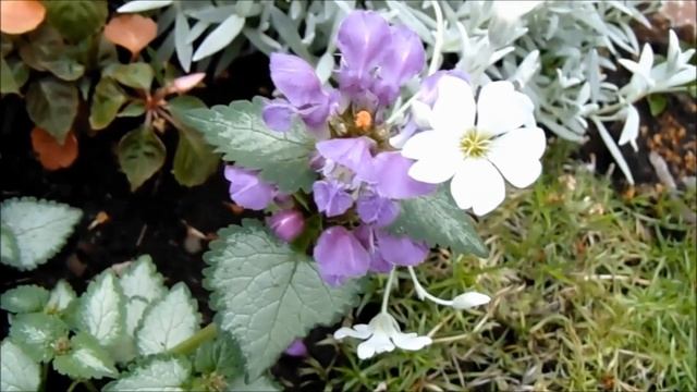 НЕПРИХОТЛИВЫЕ МНОГОЛЕТНИКИ ДЛЯ САДА смотреть онлайн