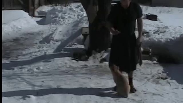 ВОСПИТАНИЕ ЩЕНКОВ ,АЛАБАЙ (ШЕРИ) 2м. смотреть онлайн