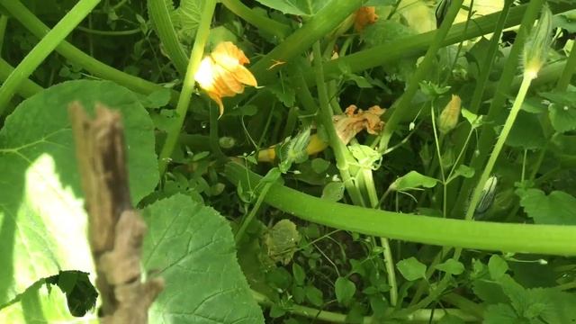 Грядка на компостнике ( всё растёт без ухода ) огурцы , кабачки, тыквы , смотреть онлайн