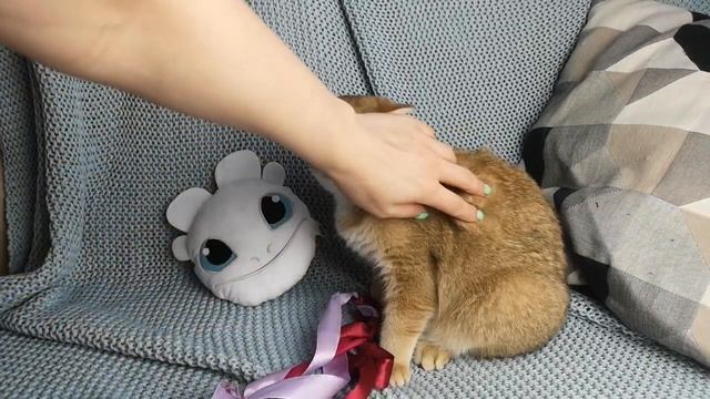 Забавный котенок британской золотой шиншиллы смотреть онлайн