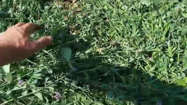 КМЗ-012 8 ножей на роторную косилку. Лайфхак от Валерия, из Чувашии. смотреть онлайн