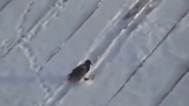 ворона развлекается смотреть онлайн