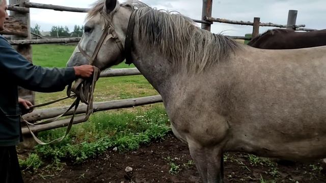 жеребец и молодая кобылица смотреть онлайн