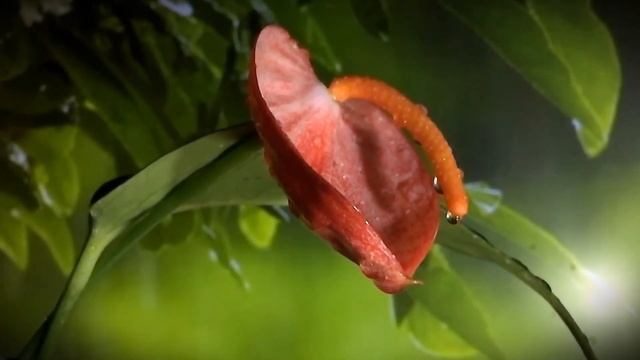Rainy Day. Relaxing Rain And Thunder Music.Sounds Of Nature And Birdsong, Piano, Violin And Guitar.
