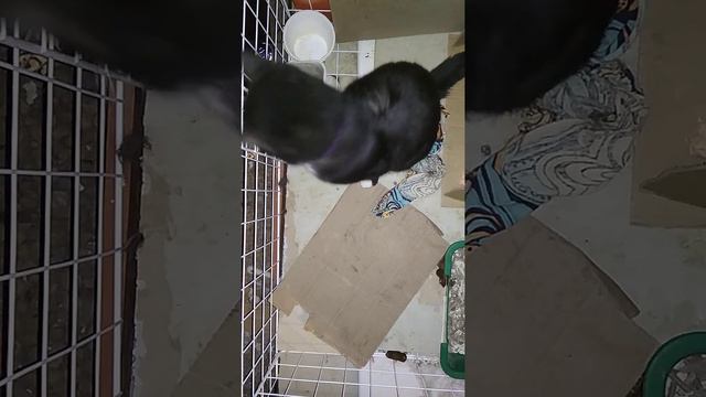 Котик Усик. Лечим ФИП! С чего начинается день в приюте. Петербург. смотреть онлайн