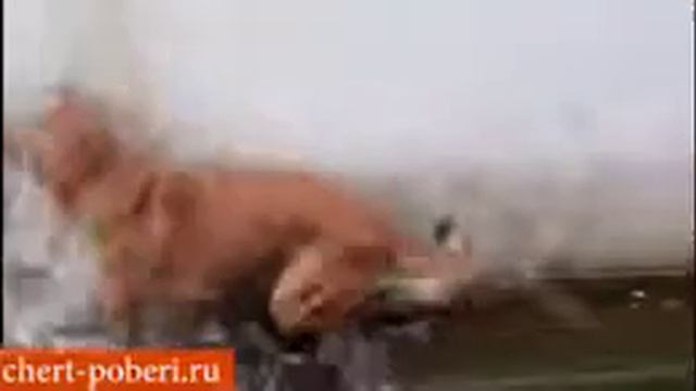 Хороший сон - быстрый сон в хорошем и теплом месте. Мокрый сон смотреть онлайн