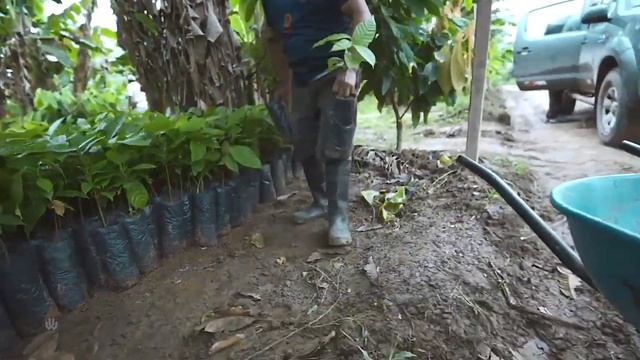 The Heart Of South America | Amazon Rainforest смотреть онлайн