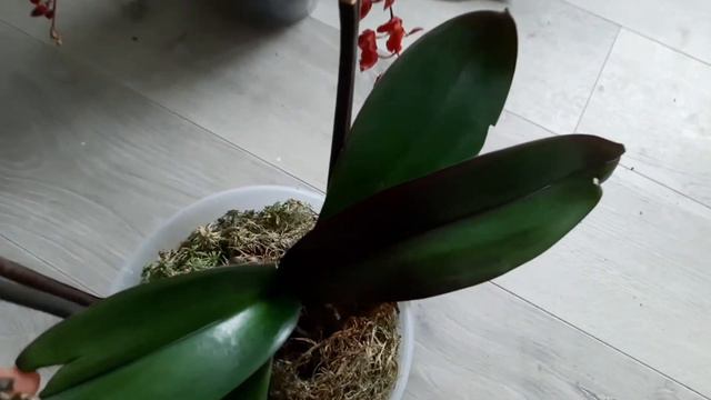 Обзор моих орхидей, октябрь 2021 смотреть онлайн