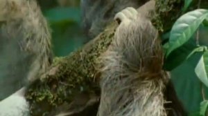 В мире животных   2011   Миграция птиц