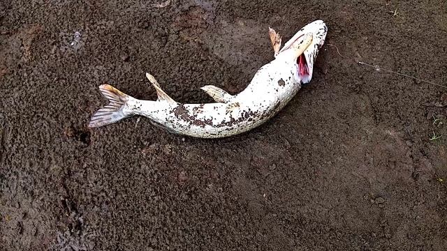 Закидушки на ночь. Рыбалка на живца. смотреть онлайн