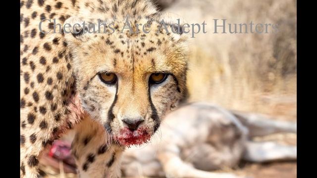 amazing facts about cheetah | Cheetahs - High-speed hunters | cheetah facts | cheetah cubs смотреть онлайн