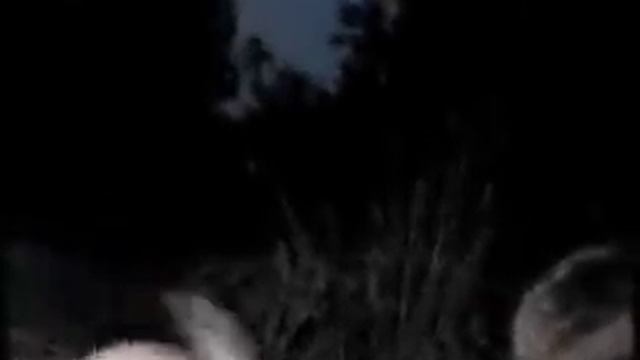 голова (пахом)