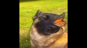 Собака с бабочкой на носу | 1 час