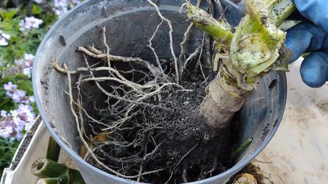 Георгины в октябре. Выкопанные клубни помещаю в подвал. смотреть онлайн