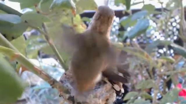 Colibri' California - 28 gennaio 2013 смотреть онлайн