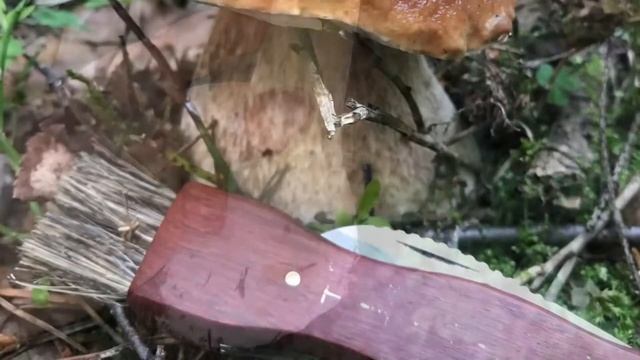 Грибной сезон 2020 Ленинградская область смотреть онлайн