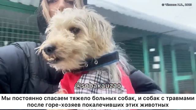История спасения собаки Виват. Проект помощи животным Собака Юзао. Приют «Щербинка" смотреть онлайн