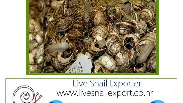 Live Snails Helix Pomatia, Helix Lucorum, Helix Albescens смотреть онлайн