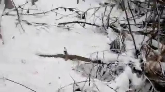 Ловля фазана на петлю, Фазан пойман. смотреть онлайн