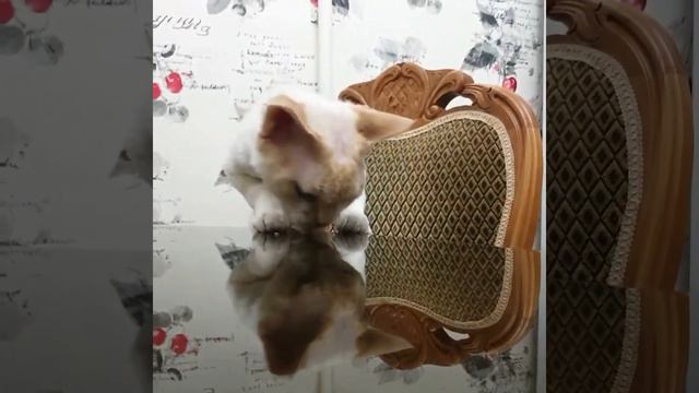 Голодный кот не ест мясо /devon rex / cat / #devonrex смотреть онлайн