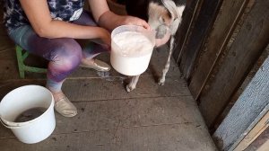 Продам дойную козу породы ламанча.