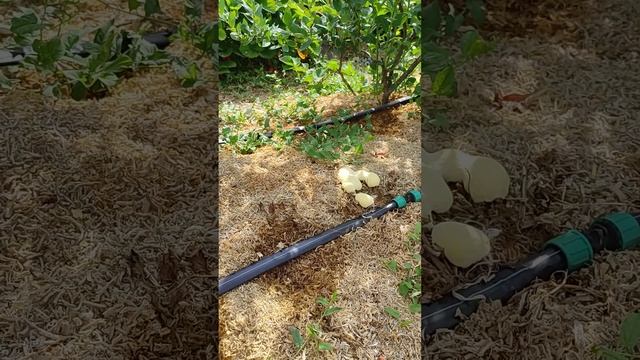 Голубика Дюк 27 июня 2022 г. смотреть онлайн