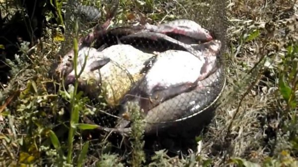 Нуринский Лещ 2011.Интумак.