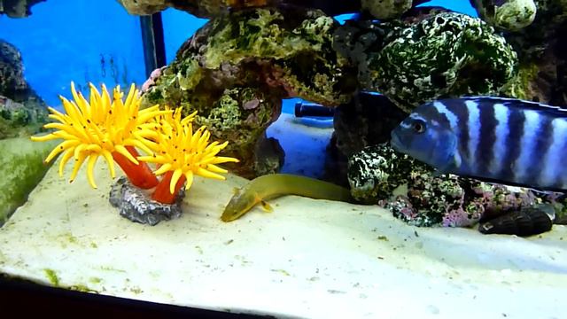 Aqua псевдоморе смотреть онлайн