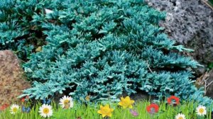 Можжевельник горизонтальный Айс Блю ? Обзор: посадка и уход. крупномеры: описание и особенности