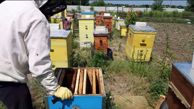 Двухматочное содержание пчёл в многокорпусных ульях. Используем роевые маточники. смотреть онлайн