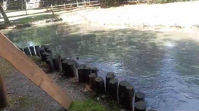 Бегемот зевает и брызгает водой, Сафари-парк в Краснодаре, Солнечный остров смотреть онлайн