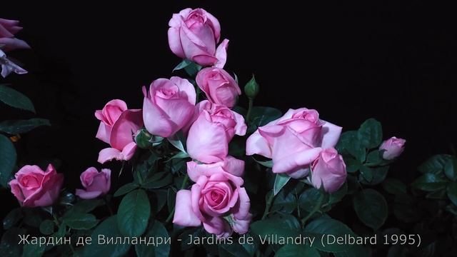 Как распускается роза Жардин де Вилландри - Jardins de Villandry (Delbard Франция, 1995) смотреть онлайн