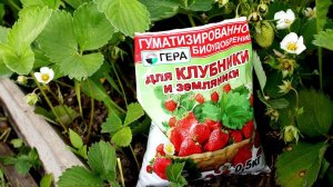 УРОЖАЙ КОРЗИНАМИ И ВЕДРАМИ! КЛУБНИКА, ТОМАТЫ,  СВЕКЛА И ЛУК ЛЮБЯТ ЭТИ УДОБРЕНИЯ