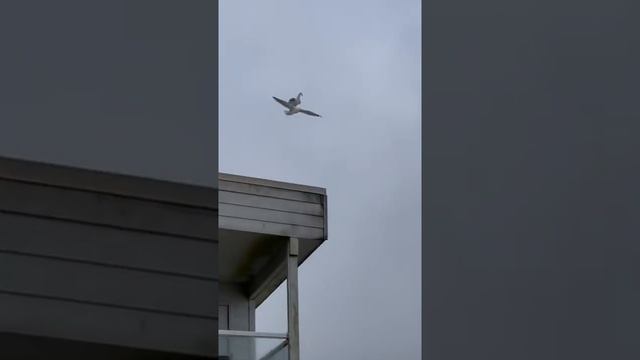 Птица летит на другой птице смотреть онлайн