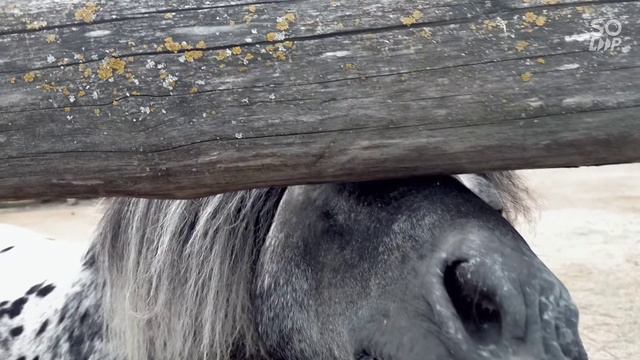 Летний отдых (Карловка, Курахово,Искра,Селидово,Бердянск) смотреть онлайн