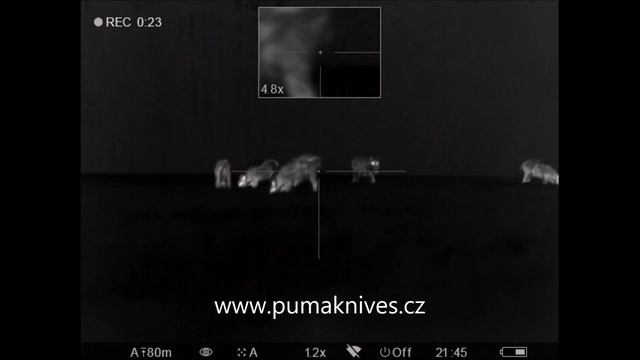 Pulsar Trail XP38 lov divočáků 2x - ОХОТА НА КАБАНА - Thermal Hog Hunting смотреть онлайн