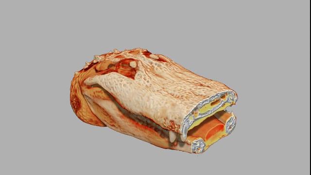 Alligator's head visualization смотреть онлайн
