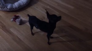 Той терьер лает