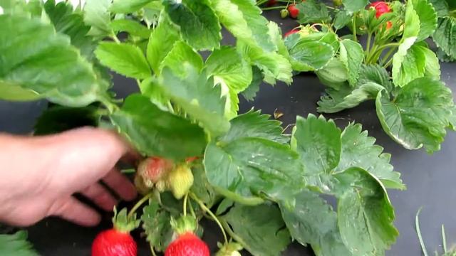 клубника сорта Вибрант и Азия смотреть онлайн