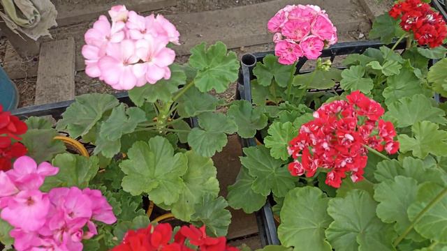 Август. Обзор цветов в теплице смотреть онлайн